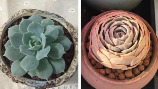 多肉补光灯真的有用吗