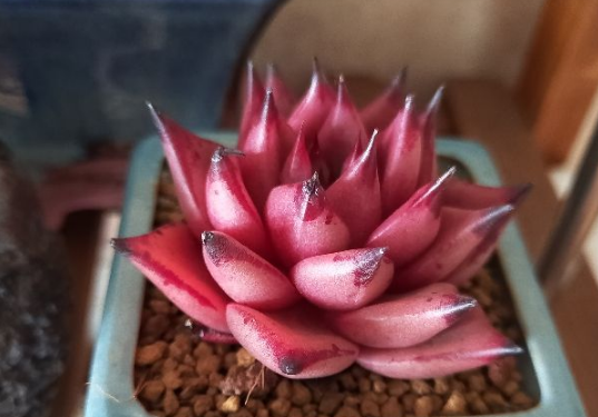 多肉补光灯真的有用吗