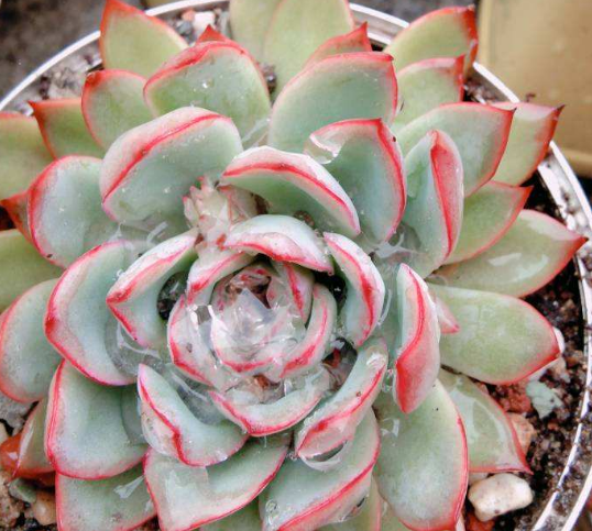 多肉补光灯真的有用吗