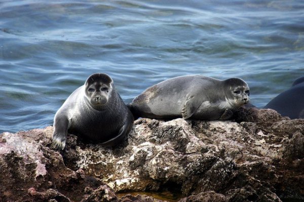 世界上面积最大的湖泊