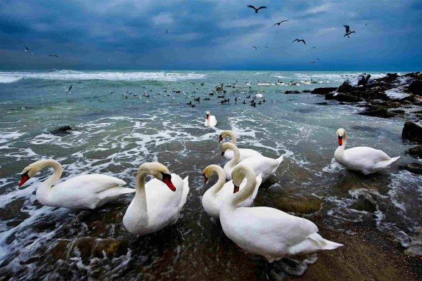 世界上面积最大的湖泊