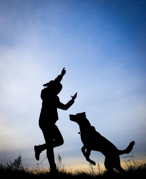 狗的祖先是什么动物