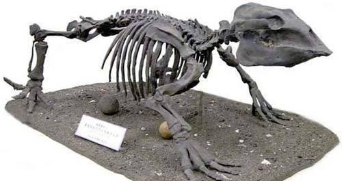 狗的祖先是什么动物