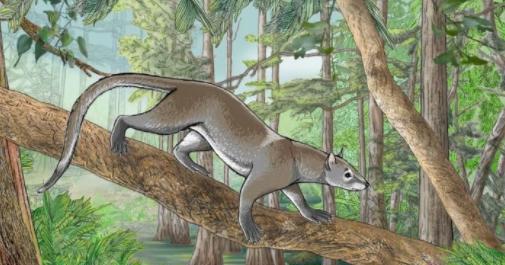 狗的祖先是什么动物