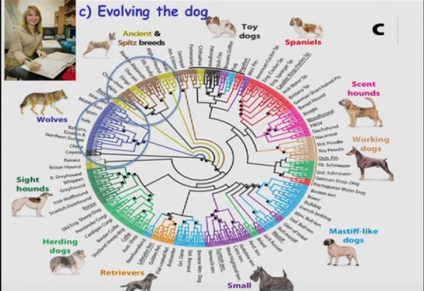 狗的祖先是什么动物