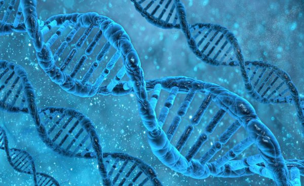 狗的祖先是什么动物