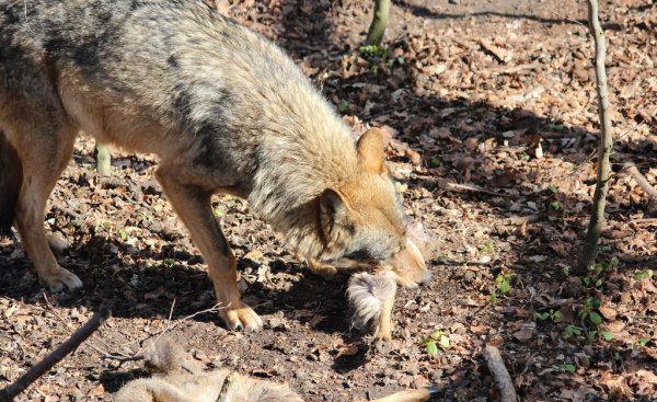 狗的祖先是什么动物