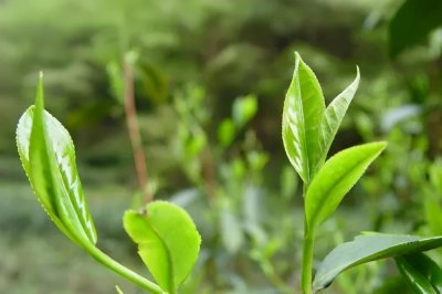 大雪山普洱茶特点 为什么大雪山的普洱茶这么稀有