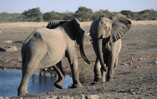 大象的特点和外形描述