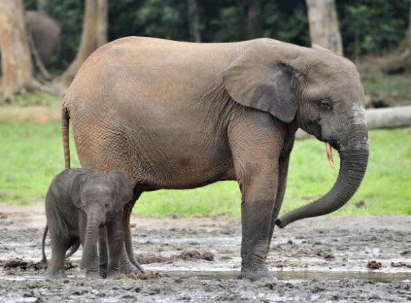 大象的特点和外形描述