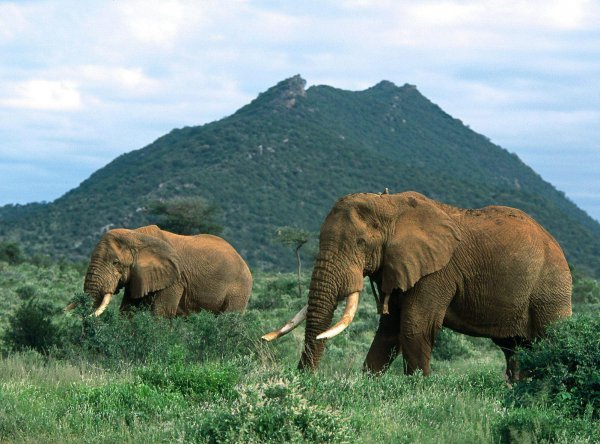 大象的特点和外形描述