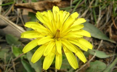 耳熟能详的的蒲公英是花吗 关于蒲公英的基本知识简介