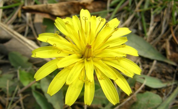 耳熟能详的的蒲公英是花吗