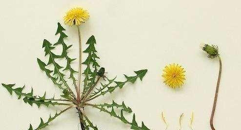 耳熟能详的的蒲公英是花吗