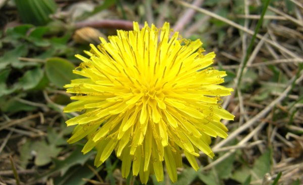 耳熟能详的的蒲公英是花吗