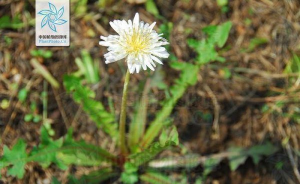 耳熟能详的的蒲公英是花吗