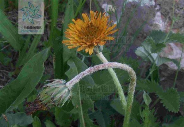 耳熟能详的的蒲公英是花吗