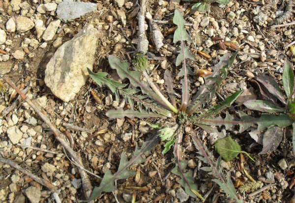 耳熟能详的的蒲公英是花吗