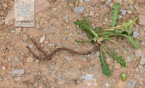 耳熟能详的的蒲公英是花吗