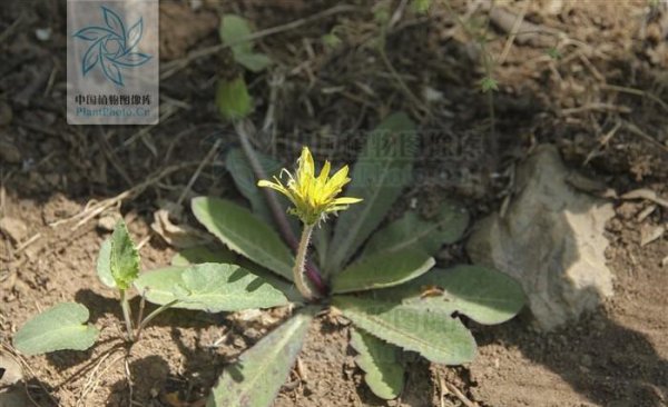 耳熟能详的的蒲公英是花吗