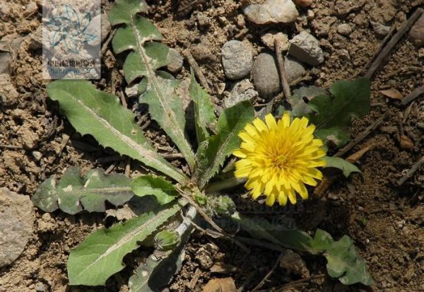 耳熟能详的的蒲公英是花吗