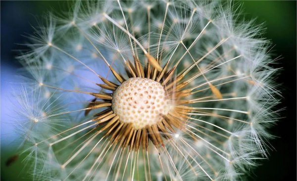 耳熟能详的的蒲公英是花吗