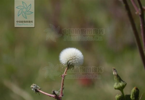 耳熟能详的的蒲公英是花吗