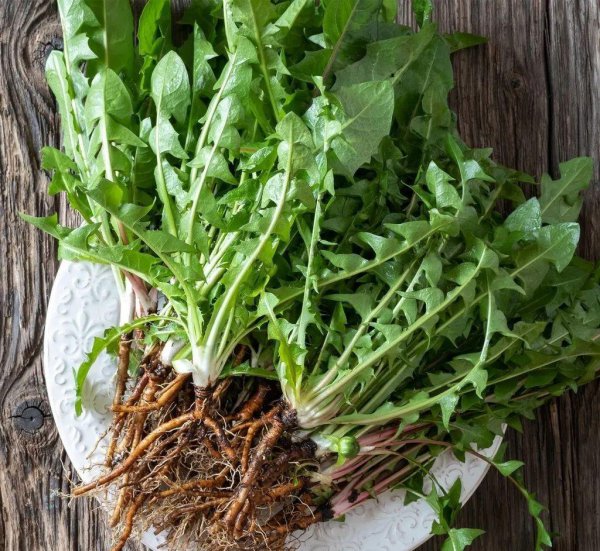 耳熟能详的的蒲公英是花吗