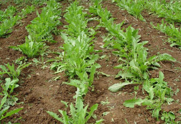 耳熟能详的的蒲公英是花吗