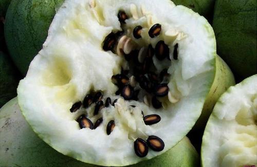 黑瓜子是什么瓜的子