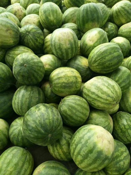 黑瓜子是什么瓜的子