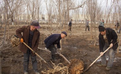 什么时候种树成活率高一些 秋季什么时候栽种树木苗最好