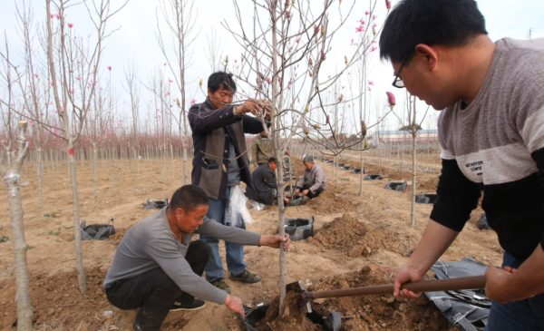 什么时候种树成活率高一些