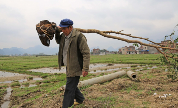 什么时候种树成活率高一些
