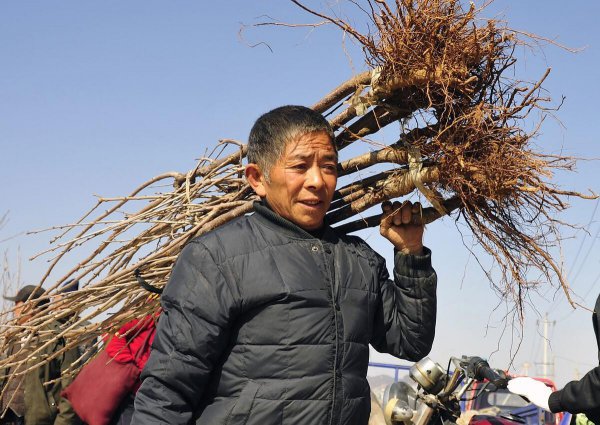 什么时候种树成活率高一些