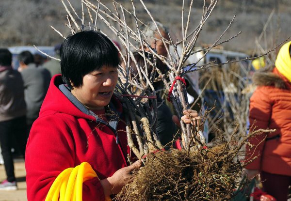 什么时候种树成活率高一些