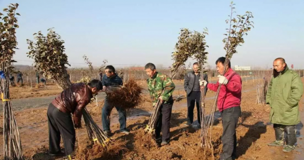 什么时候种树成活率高一些