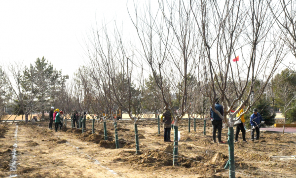 什么时候种树成活率高一些