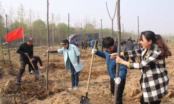 什么时候种树成活率高一些