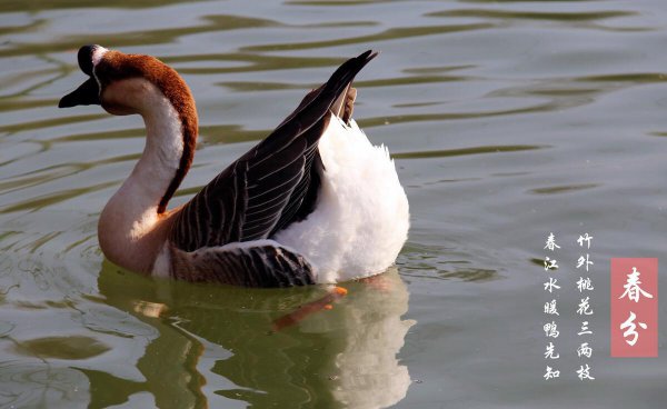 春分寓意和象征是什么含义