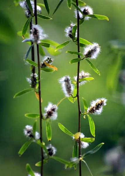 杨棉和柳絮有什么区别