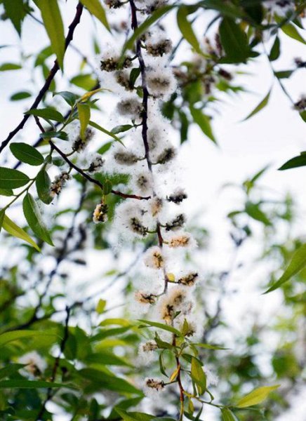 杨棉和柳絮有什么区别