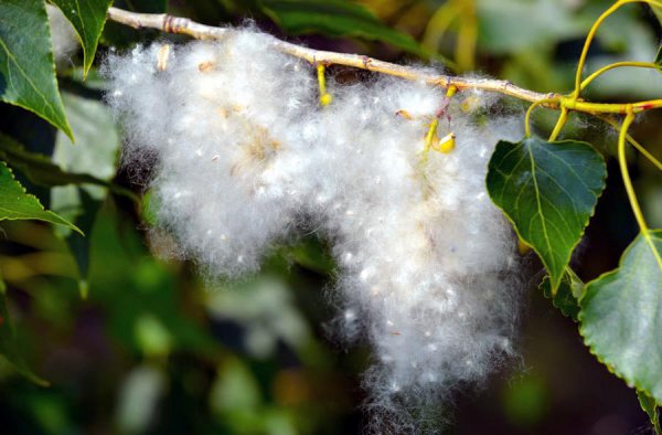 杨棉和柳絮有什么区别