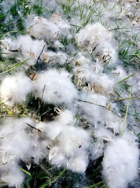 杨棉和柳絮有什么区别