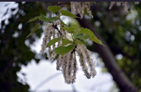 杨棉和柳絮有什么区别
