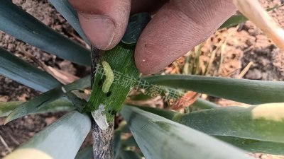 葱上长黑虫密密麻麻的怎么去除 大葱生虫的防治消灭小窍门