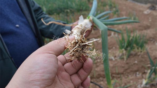 葱上长黑虫密密麻麻的怎么去除