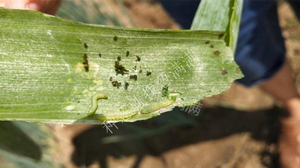 葱上长黑虫密密麻麻的怎么去除