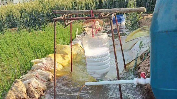 葱上长黑虫密密麻麻的怎么去除