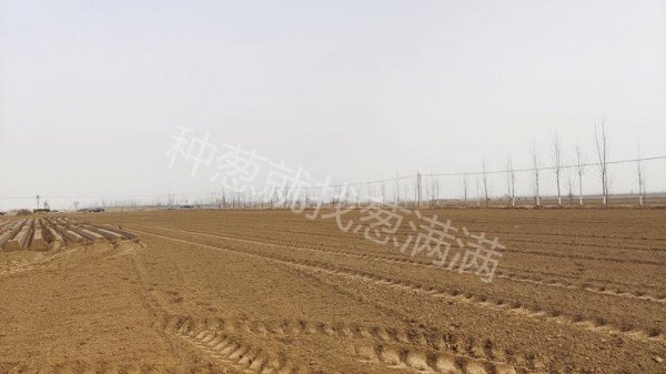 葱上长黑虫密密麻麻的怎么去除